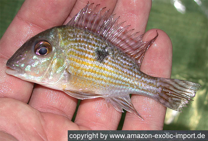 Geophagus parnaibae